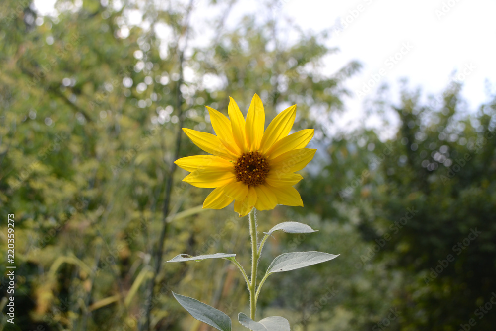 Fototapeta premium Sunflower