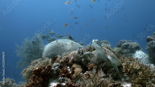 Green Sea Turtle on a colorful coral reef with plenty fish photo