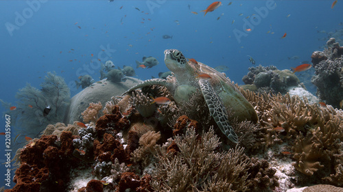 Green Sea Turtle on a colorful coral reef with plenty fish