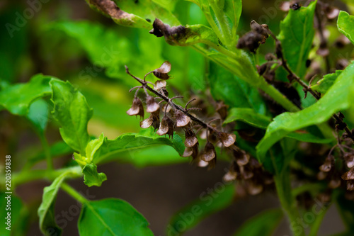 Close up Seed of basil.