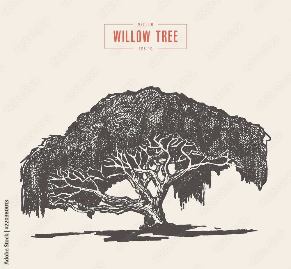 Naklejka premium High detail vintage willow tree hand drawn, vector