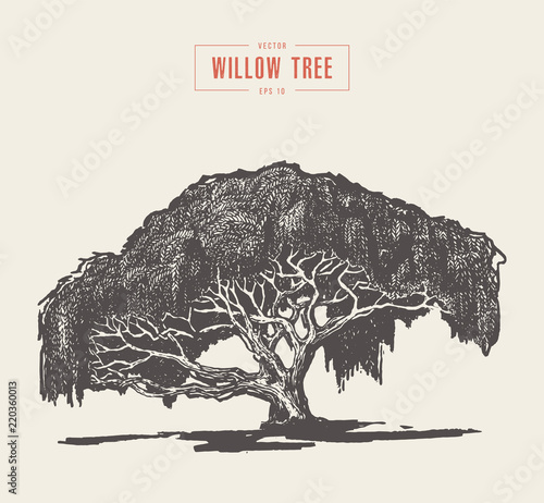 High detail vintage willow tree hand drawn, vector