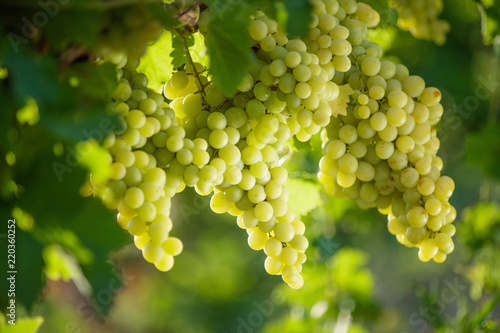 Grapes 