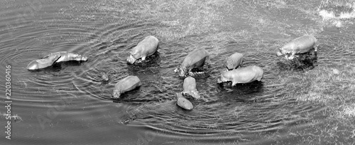 Aerial view of Hippopotamus (Hippopotamus amphibius) in the water photo