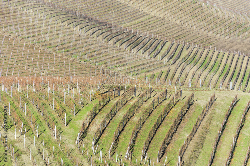 Scenic view of the freshly harvested grape fields in autumn in Barolo valley