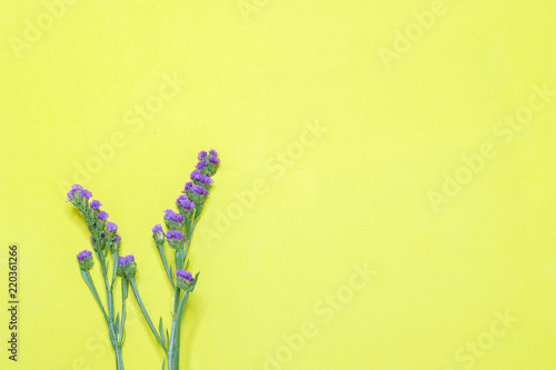 Fotografia purple statis