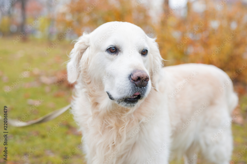 Portrait of adorable golden retriever on bright autumn day