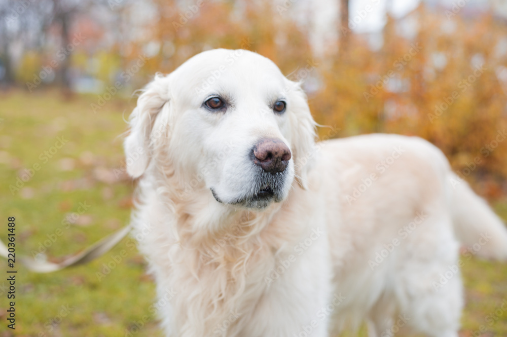 Portrait of adorable golden retriever on bright autumn day