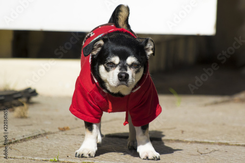 Fototapeta Naklejka Na Ścianę i Meble -  Grumpy small dog