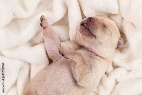 Adorable yellow labrador puppy dog sleeping with its tongue sticking out