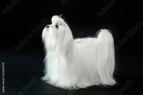 White Maltese dog on black background