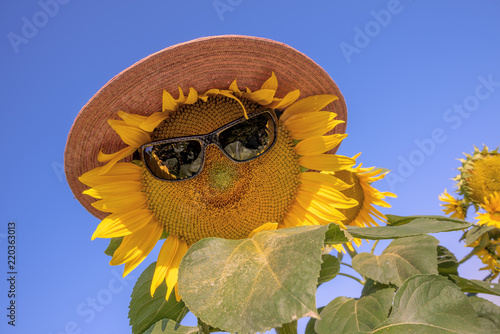 Fototapeta Naklejka Na Ścianę i Meble -  Sonnenblume mit Brille