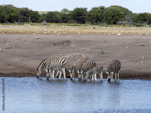 Damara zebra herd  Equus burchelli antiquorum  near waterhole  Etosha National Park  Namibia