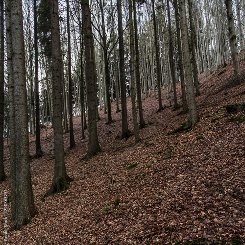 Winterwald