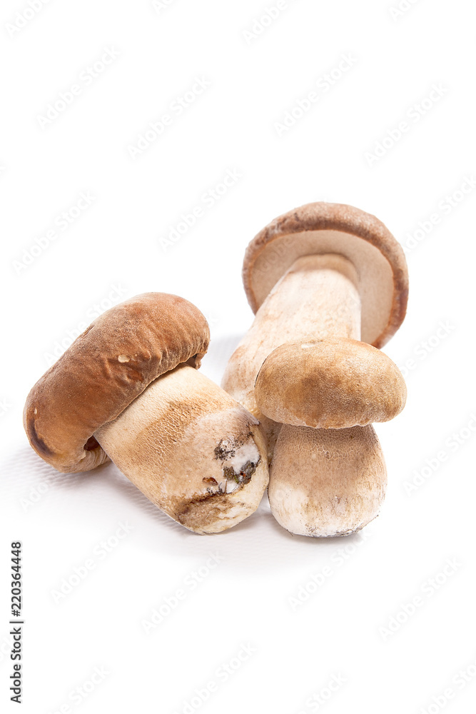 Fototapeta premium Several porcini mushrooms known as boletus edulis isolated on white background.