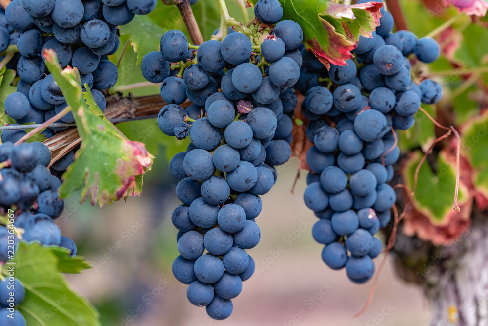 blue grapes, ready to harvest