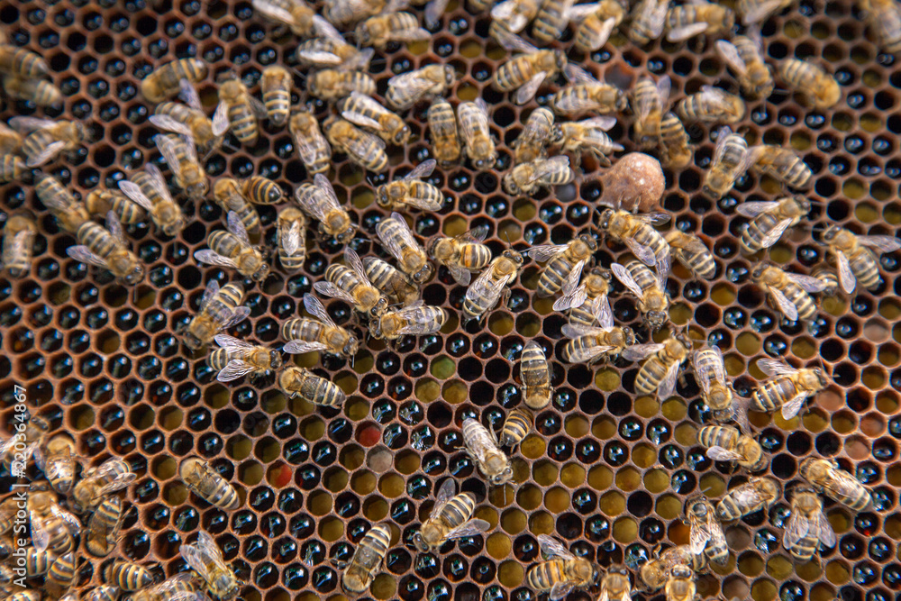 Close up view of working bees on honeycomb with sweet honey and pollen.. Close up view of working bees on honeycomb with sweet honey and pollen..