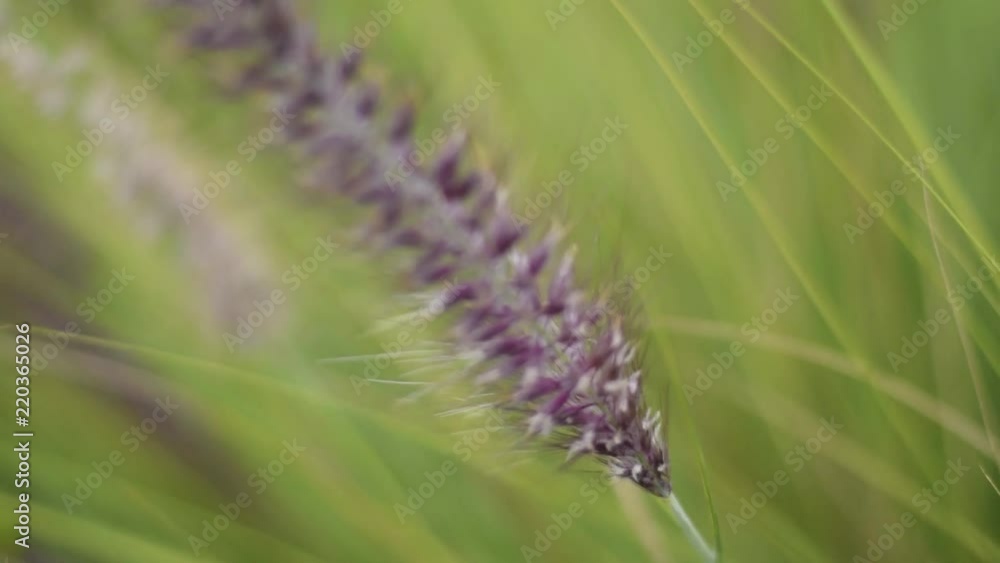 Red-violet feather wild grasses blew by the wind in slow motion Red-violet feather wild grasses blew by the wind in slow motion