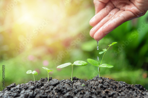 Hand wartering little plant with green and sunlight background