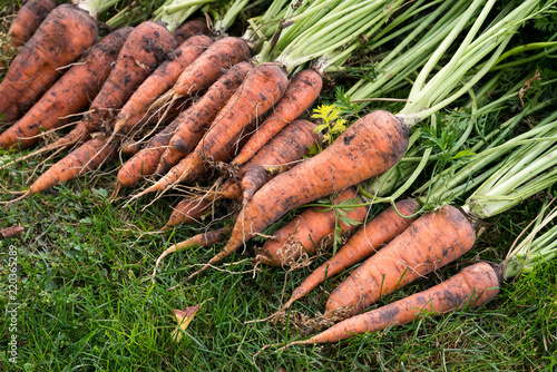 The excavated crop of carrots lies on the green grass