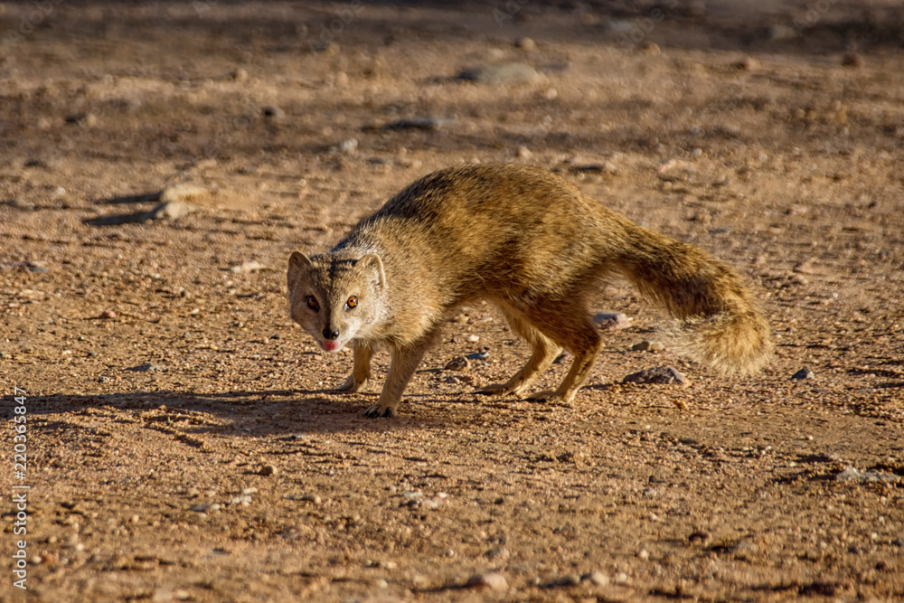 Fototapeta premium Yellow Mongoose