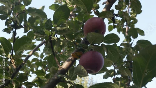 on an apple video on a tree branch