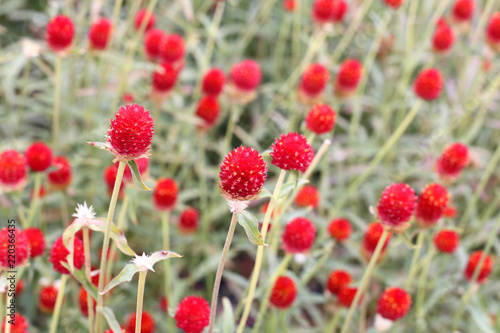 globe amaranth Flower