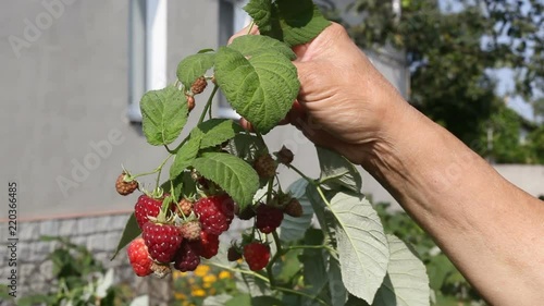 On the video a bush of raspberries and spice fruit on it.