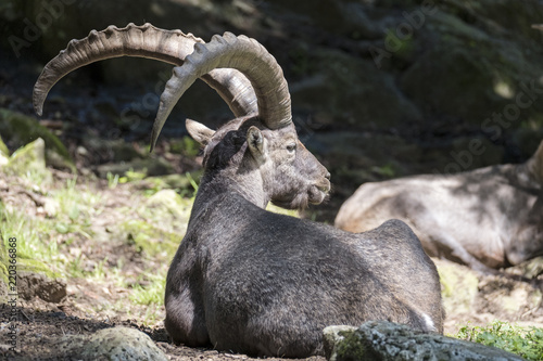 Steinbock im Tierpark Steinwasen