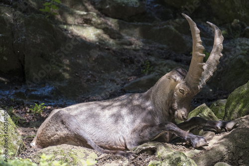 Steinbock im Tierpark Steinwasen photo