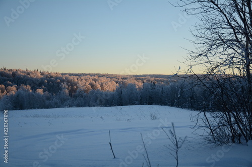 Siberia winter forest taiga