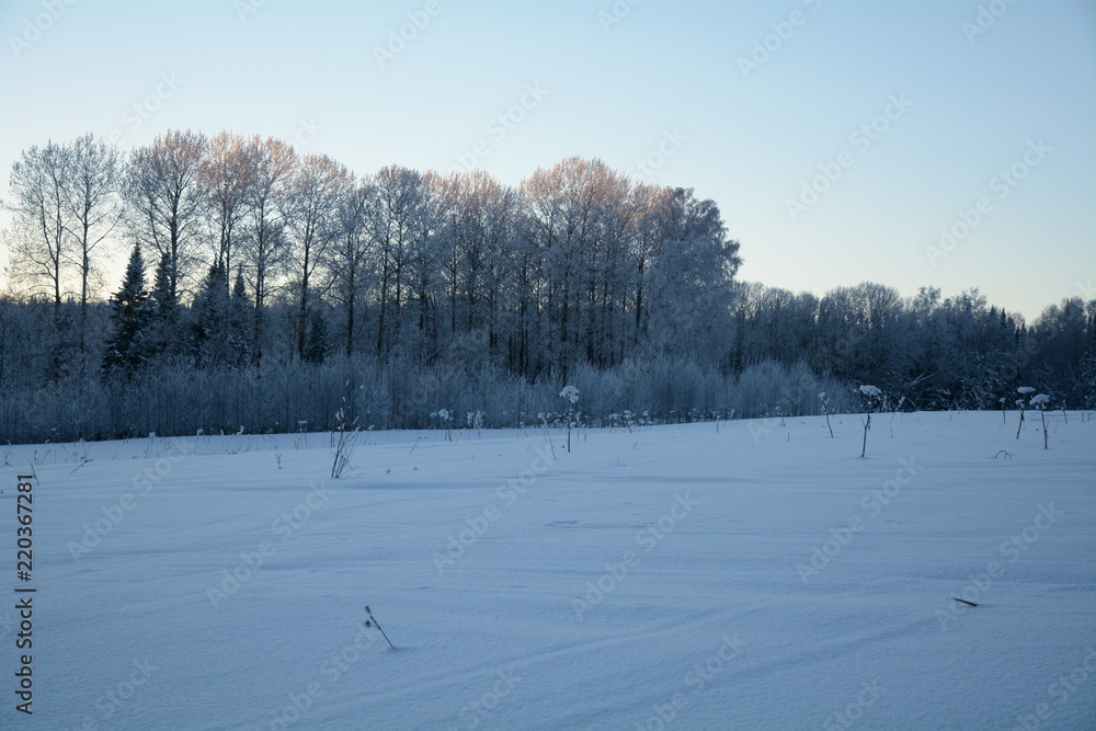Siberia winter forest taiga