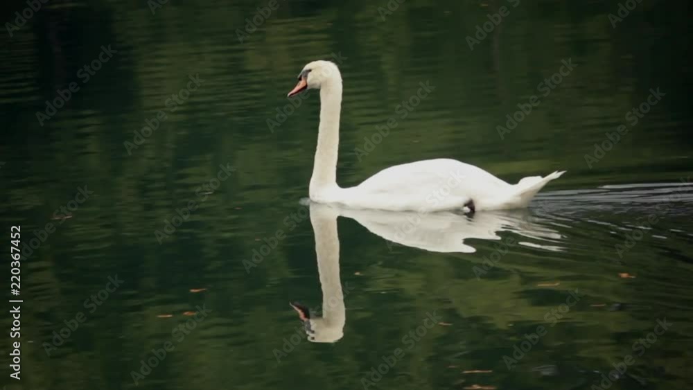 Full body view of swan swimming towards the left on a river in europe Full body view of swan swimming towards the left on a river in europe
