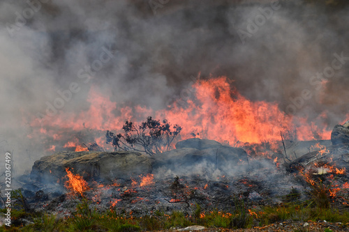 Fynbos Wildfire © Cathy Withers-Clarke
