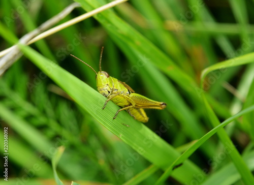 Wallpaper Mural Grasshopper sitting on a green blade of grass close-up Torontodigital.ca