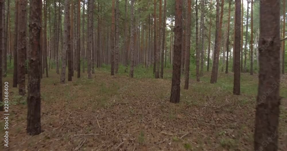 summer in Coniferous forest summer in Coniferous forest