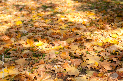 Autumn colorful leaves background