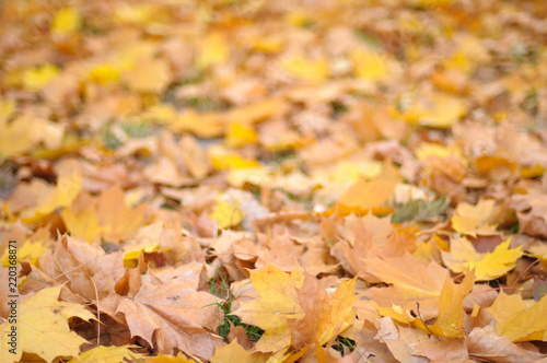 Autumn colorful leaves background