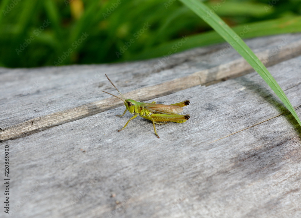 Grasshopper close-up sitting on an old log Grasshopper close-up sitting on an old log