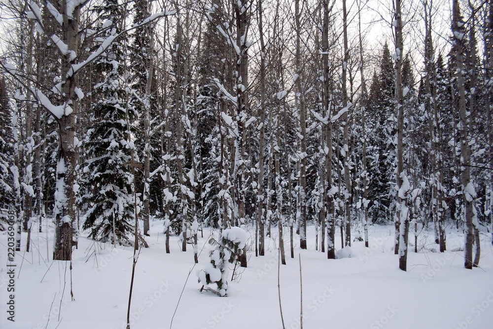 Fototapeta premium siberia winter landscape