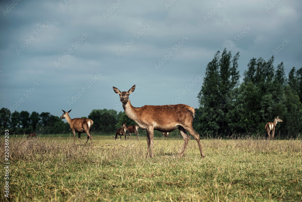 Red deer doe in meadow in sunlight under cloudy sky. Red deer doe in meadow in sunlight under cloudy sky.