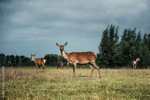 Red deer doe in meadow in sunlight under cloudy sky.