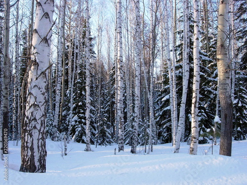 siberian winter forest taiga