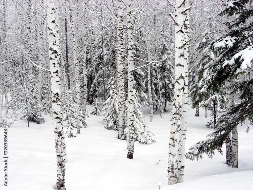 Fototapeta premium siberian winter forest taiga