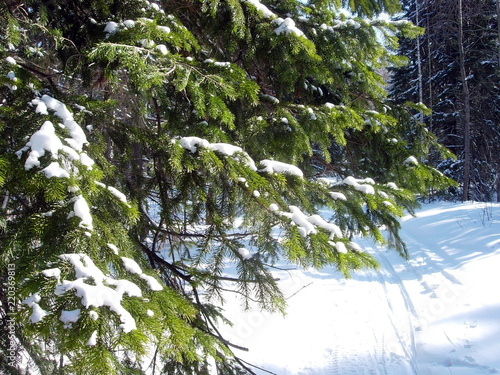 siberian winter forest taiga