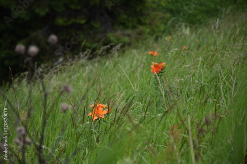 fiori arancioni