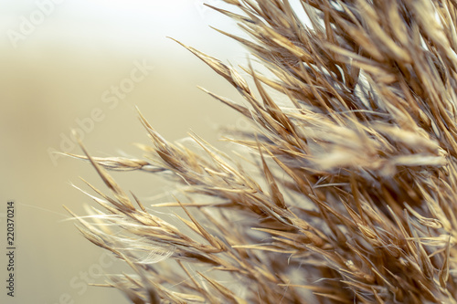 Wild wheat