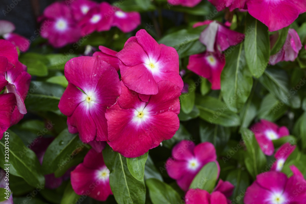 Flower Phlox, Fall phlox (Phlox paniculata L.) in the home garden