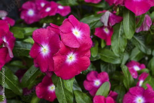 Flower Phlox  Fall phlox  Phlox paniculata L.  in the home garden