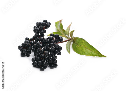 Danewort, dwarf elder, walewort with twig and leaves, isolated on white background